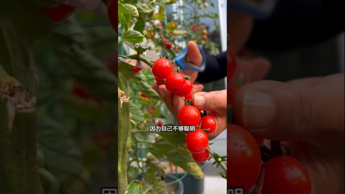 A small courtyard, growing vegetables and flowers#My small vegetable garden#gardening