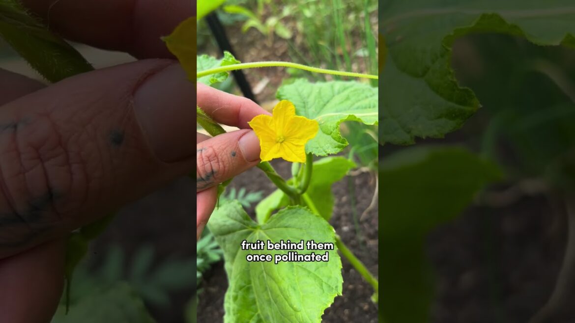 #gardeningtips #growyourownfood #cucumber #vegetablegarden #gardeningtips #growyourownfood #cucumber #vegetablegarden