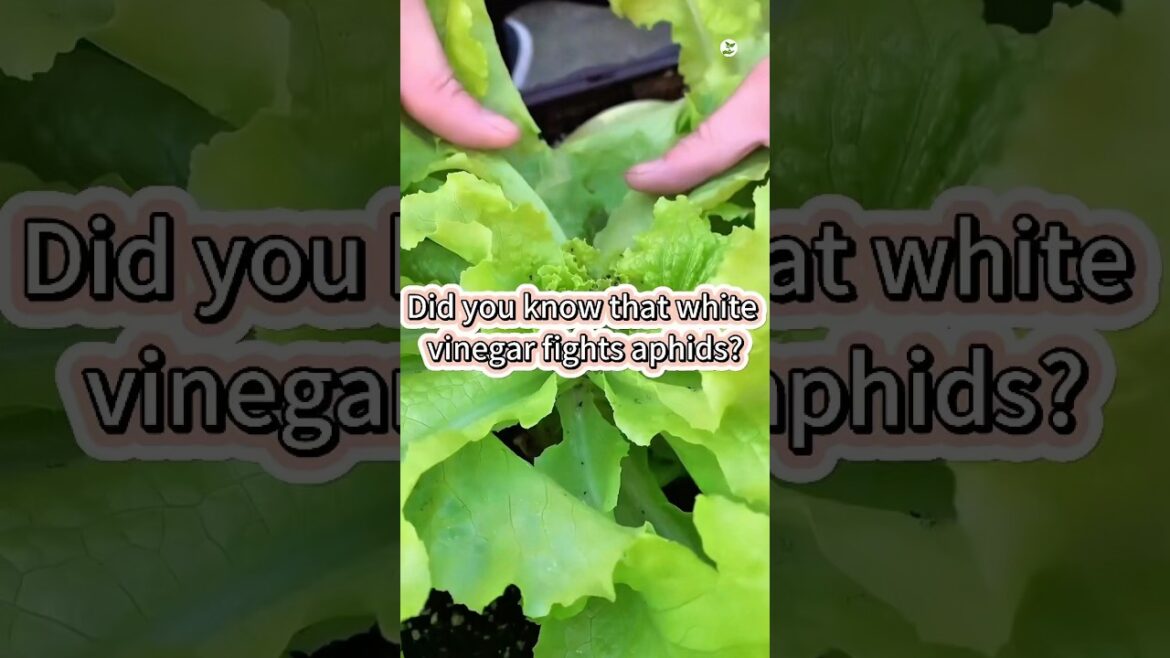 Did you know that white Vinegar fights aphids #garden #gardendelight #vegetablegarden #ecofriendly Did you know that white Vinegar fights aphids #garden #gardendelight #vegetablegarden #ecofriendly