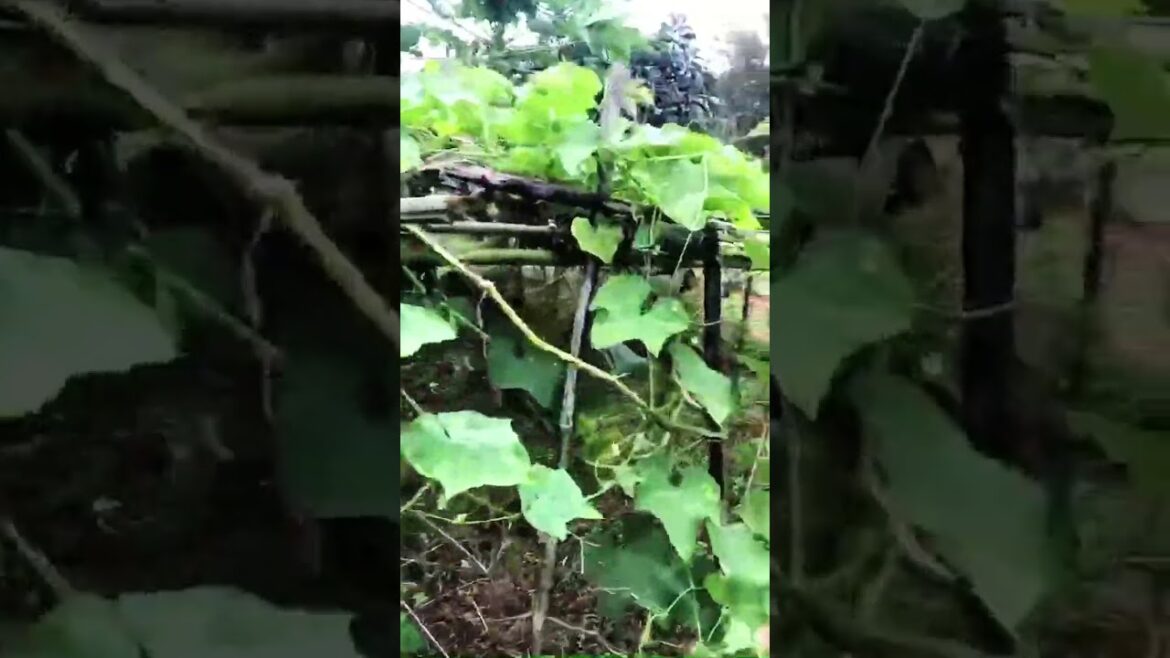 Organic vegetable garden #dischidia #hoyaplant #lamvuon