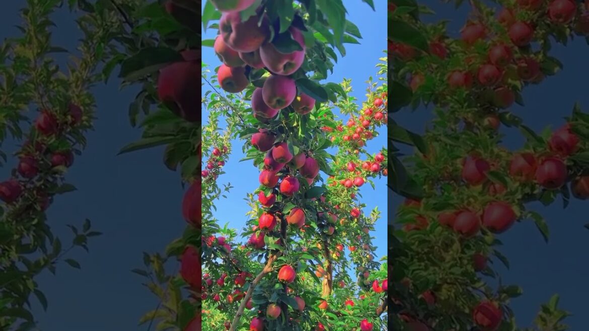 Havest Fruits #fruits #ruralharvest #garden #vegetablefarming #gardening #vegetablegarden