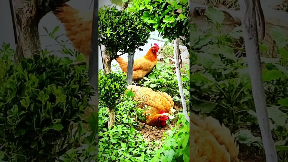 Will two chickens ruin my vegetable garden? #garden #chicken