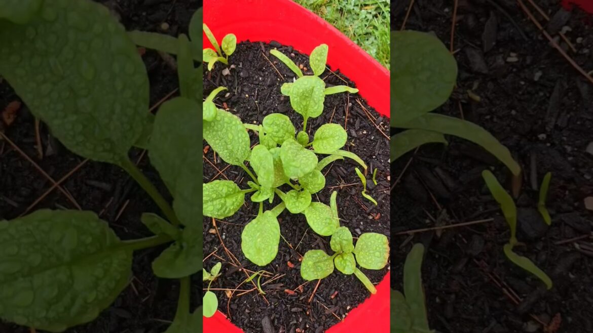 How to grow spinach in summer full updates #vegetablegardening #diygardening #vegetablegarden