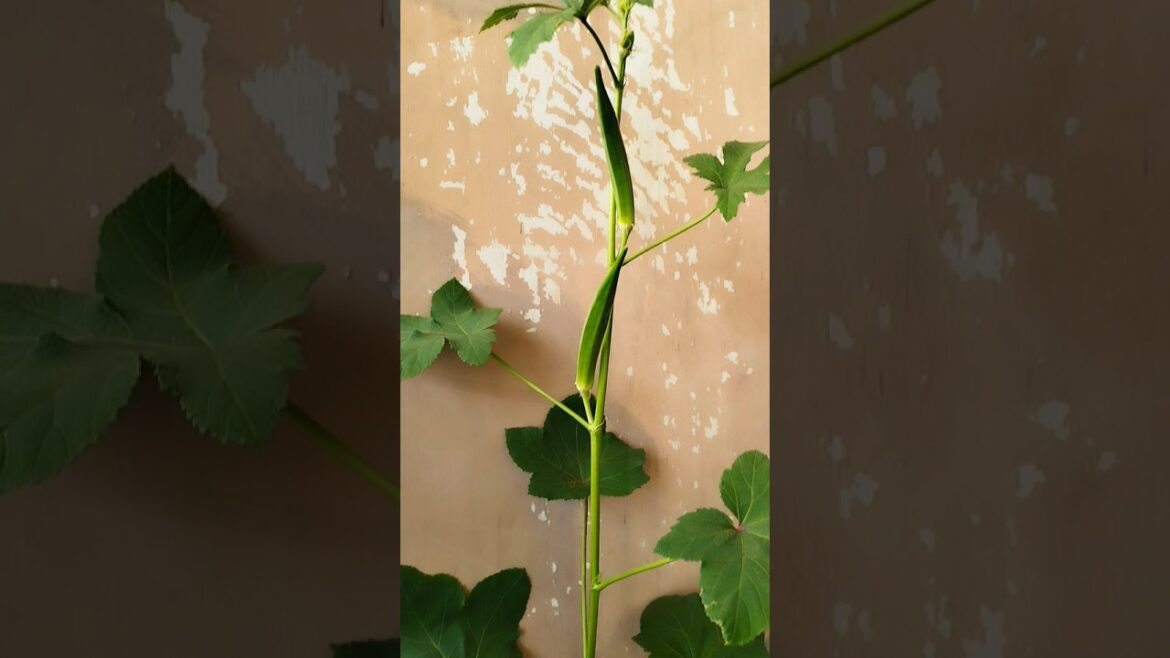 Come harvest okra with me! #plantparent #okra #ladyfinger #containergardening #vegetablegardening Come harvest okra with me! #plantparent #okra #ladyfinger #containergardening #vegetablegardening