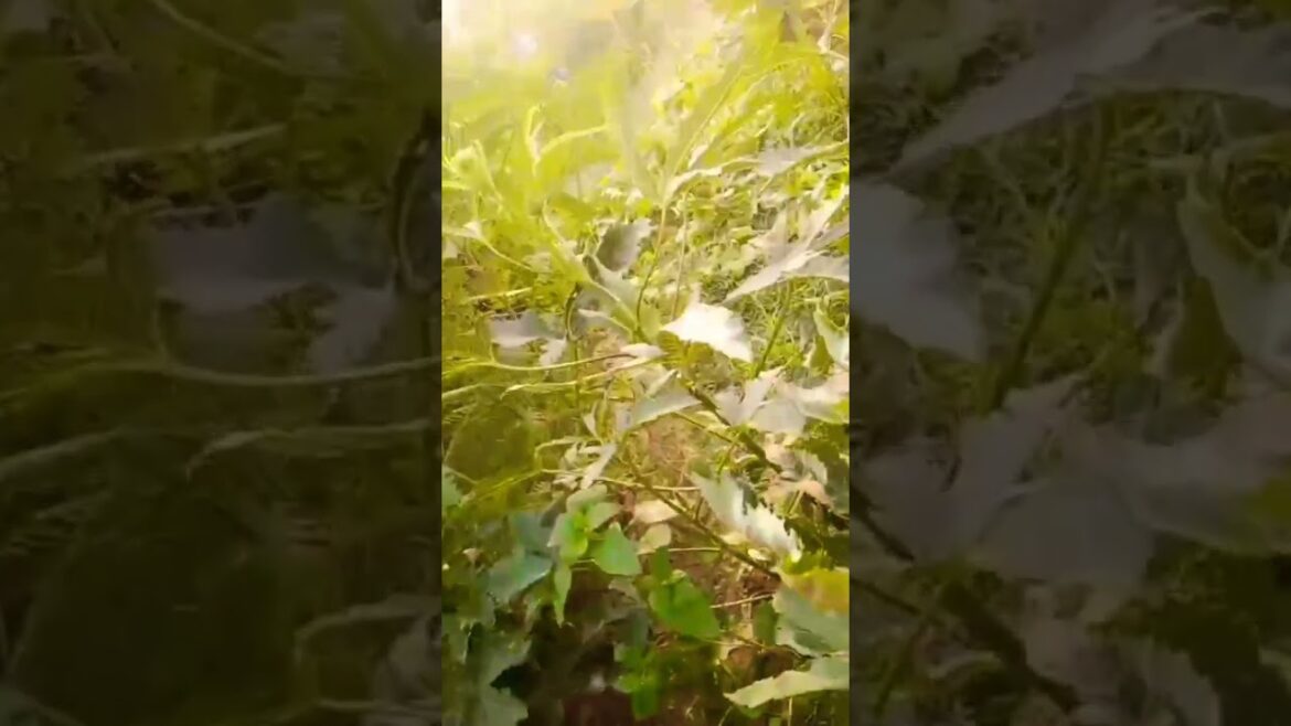 #vegetablegarden #kitchengarden #bhindi #harvesting #organicfarming #gardening #shorts #gudiyagiri55