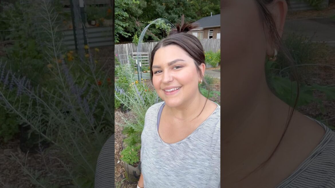 Garden harvest of the day! #gardenharvest #gardening #garden #urbangardening #vegetableharvesting