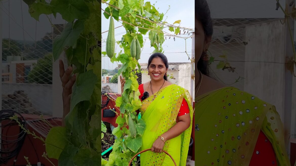 terrace garden ideas #shorts #gardening @eetharamillalu terrace garden ideas #shorts #gardening @eetharamillalu