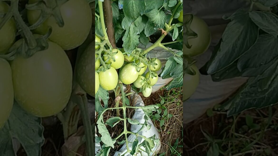 A beautiful background garden of tomatoes #farmingvideos #farming #vegetablegardening