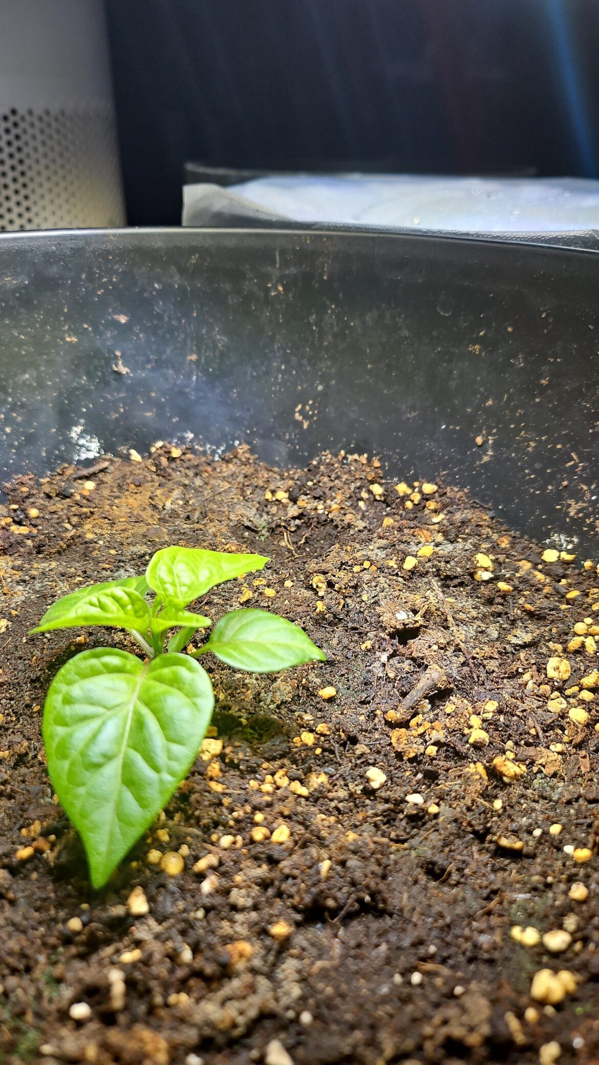 How is this carolina reeper for 3 weeks old?