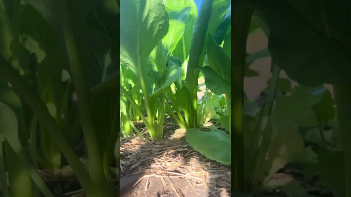 The green treasures in the vegetable garden are waiting for you to discover them! #agrifuture #viral The green treasures in the vegetable garden are waiting for you to discover them! #agrifuture #viral