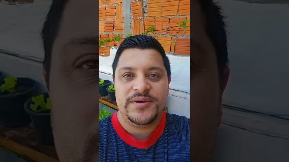 Nossa horta em vasos com 30 dias #horta #frutas