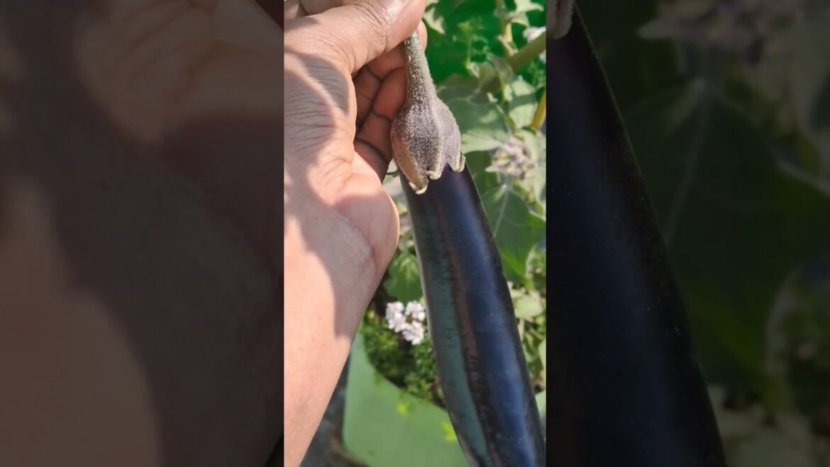 Grow your own veg #veggieslover #vegetablegardening #terracegardenindia