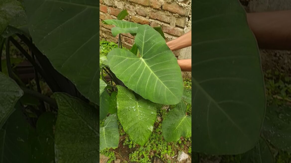 vegetable harvesting from kitchen gardens #shorts #viral shorts #gardening vegetable harvesting from kitchen gardens #shorts #viral shorts #gardening