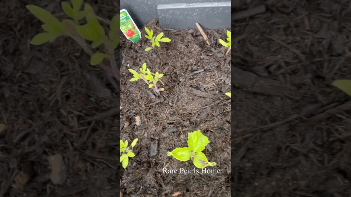 Excited About My Vegetable Garden Progress