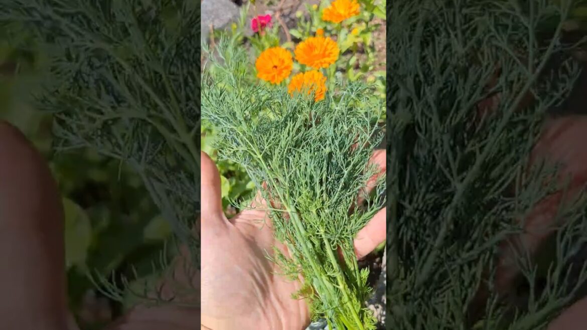Harvesting Dill For Leaves  #gardentips #gardening #dill #harvestingdill #harvest #howto