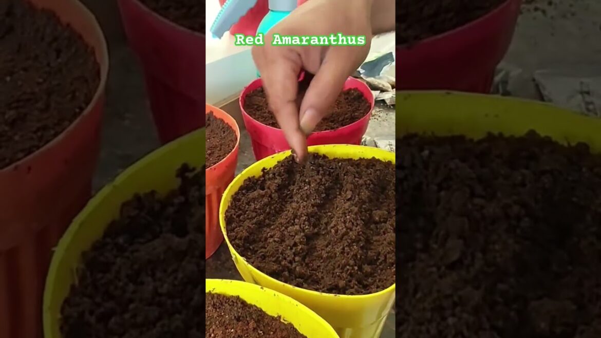 Red Amaranthus #gardening #garden #gardenplants #farmer #farming #seedlings #greenscreen #vegetable