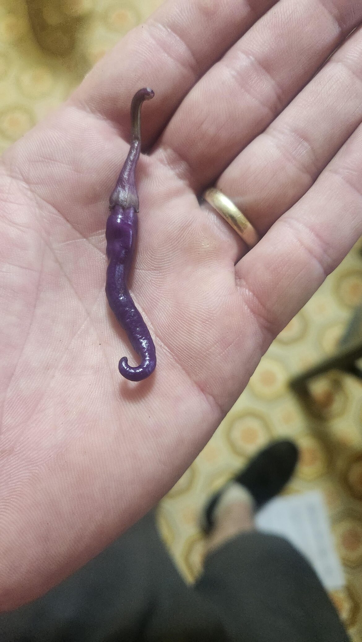 First Buena Mulata First Buena Mulata