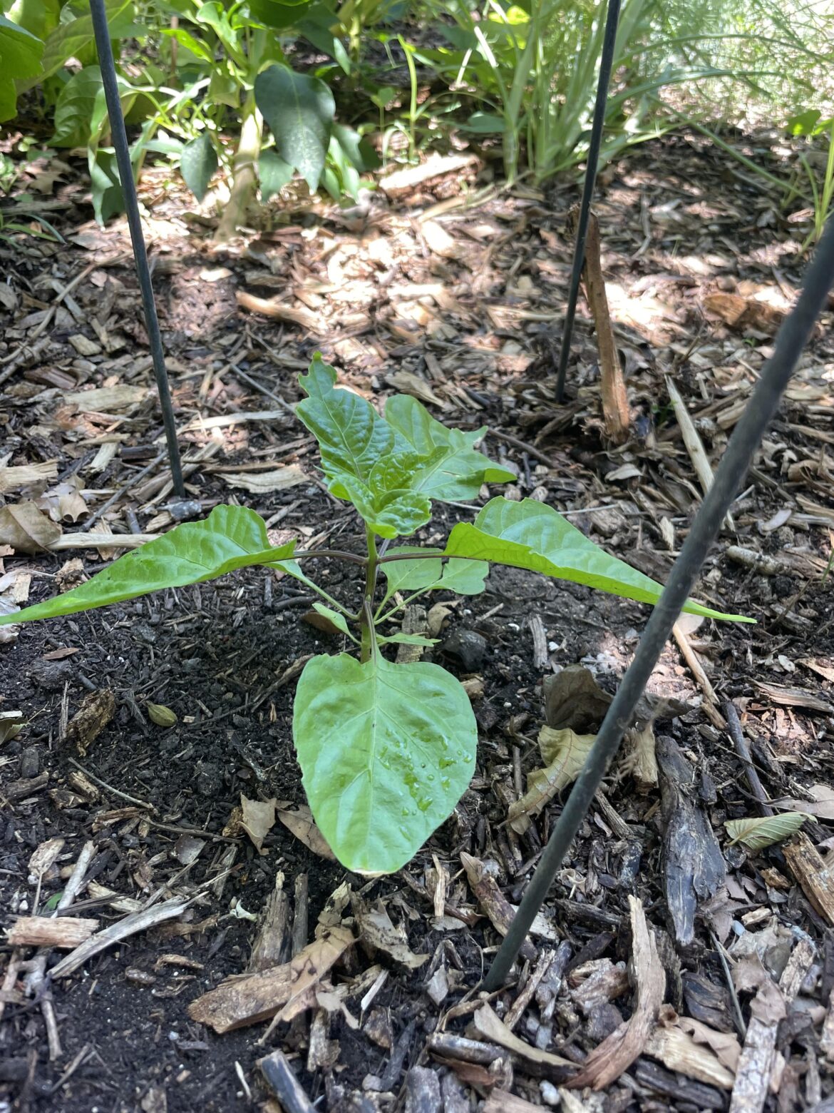 Carolina reaper grown from a seed from a pod with a pretty phenotype direct in ground. Man wish me luck I hope I get some twisty wrinkly bad boys.