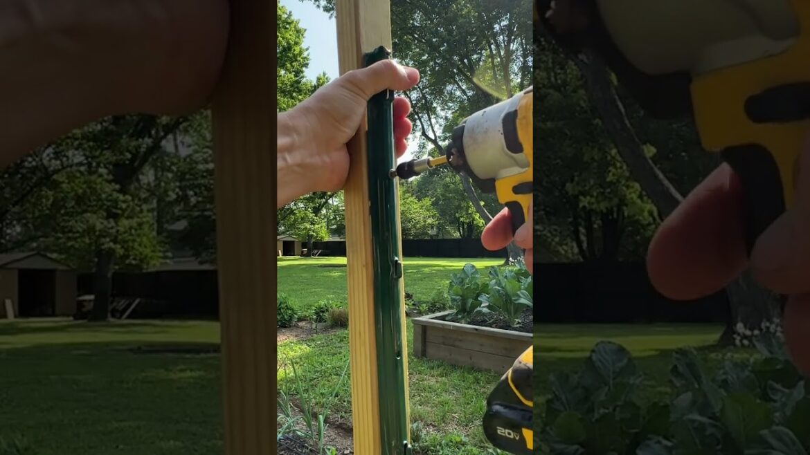 Best Tomato Trellis (for cheap) Best Tomato Trellis (for cheap)