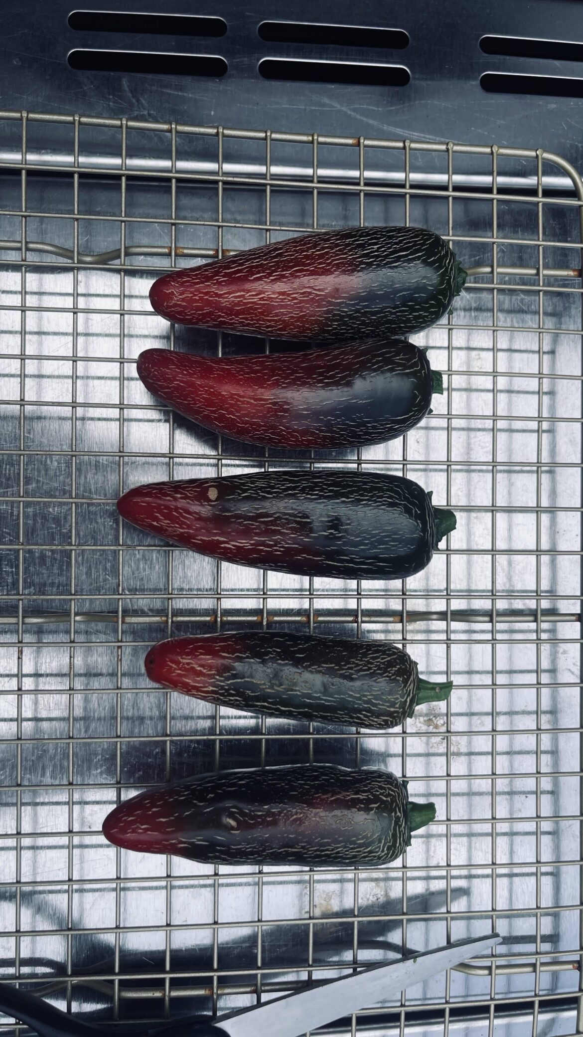 These striations something to worry about? First-time grower (jalapeños pictured)