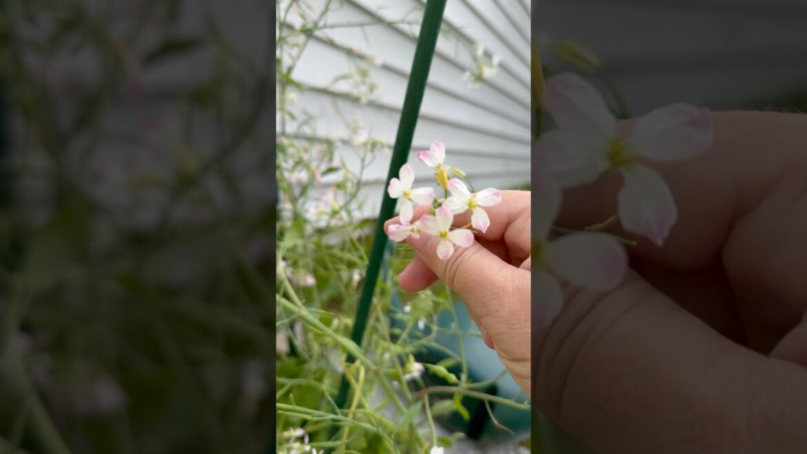 Amazing root vegetable #garden #gardening #vegetables #shortsvideo #organicgardening #diy #flowers Amazing root vegetable #garden #gardening #vegetables #shortsvideo #organicgardening #diy #flowers