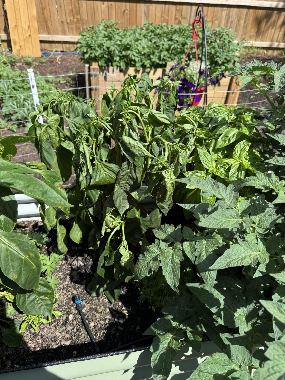 What’s up with my pepper?