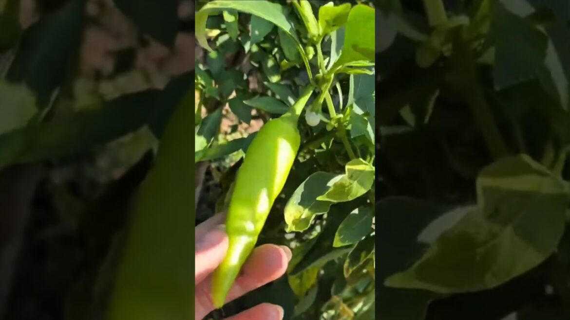 vegetable garden is truly ama #shorts#shorts#fruit #nature#vegetab