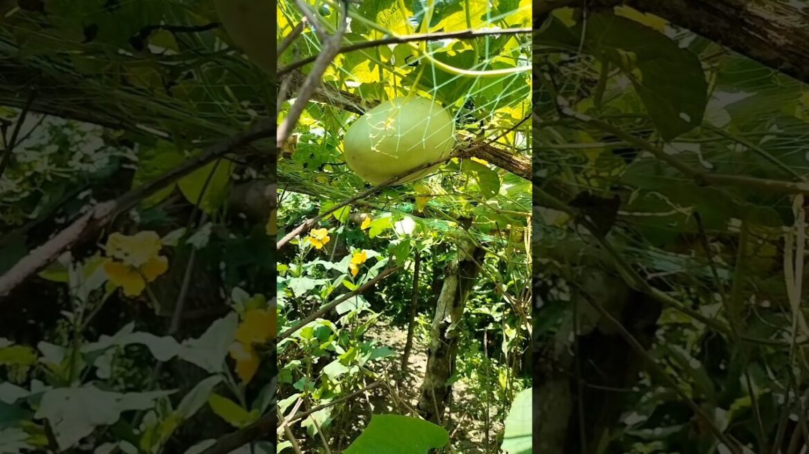 Vegetable Garden At Home #shorts #gardening #garden #summer #youtubeshorts #vegetables #plants