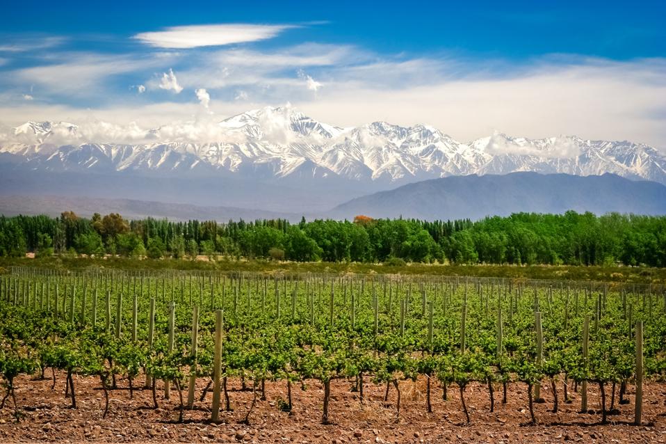 An organic vineyards near in Mendoza Argentina with the Andes mountains in the background