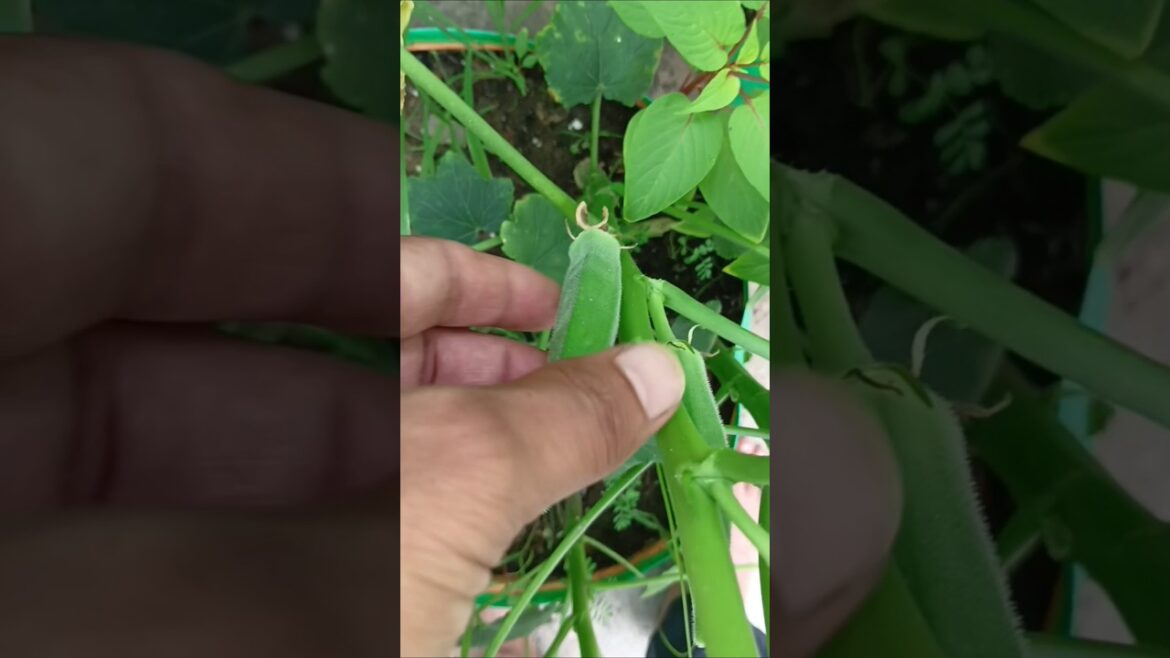 Okra #okra #ladyfinger #vegetable #plants #nature #gardening #garden #homedecor #viralvideos