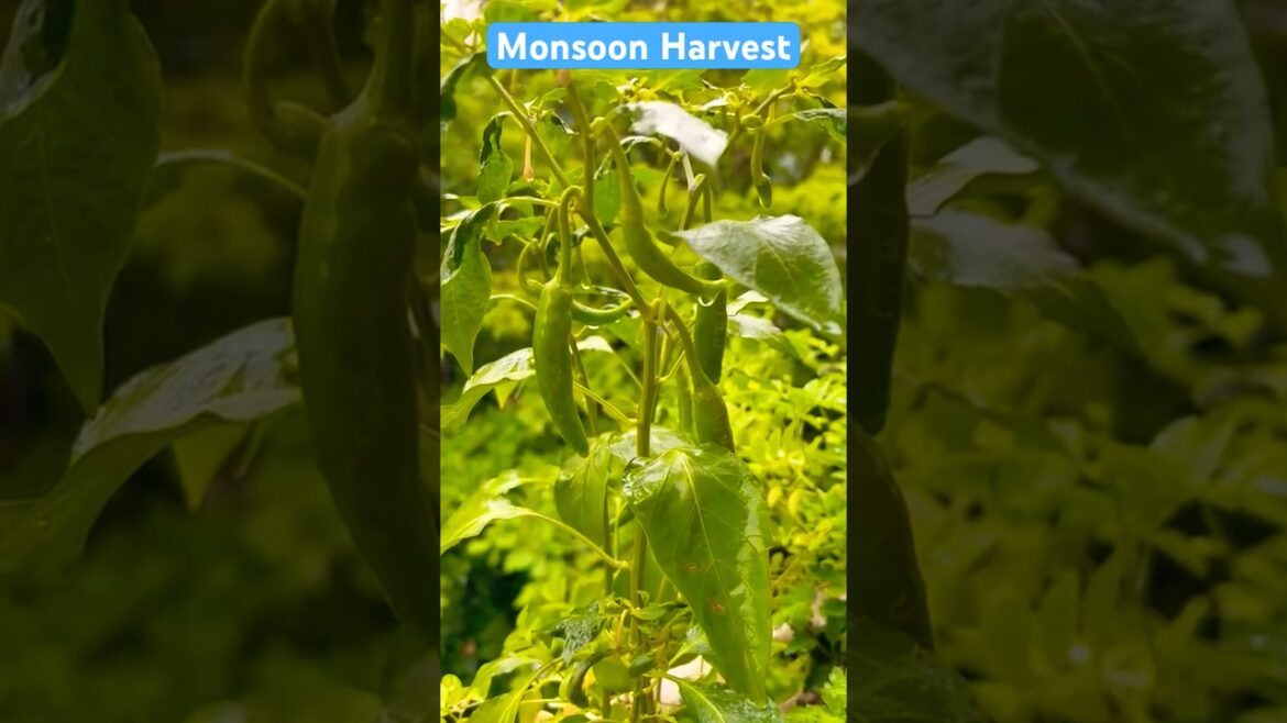 Harvest of greens #garden #gardening #vegetable