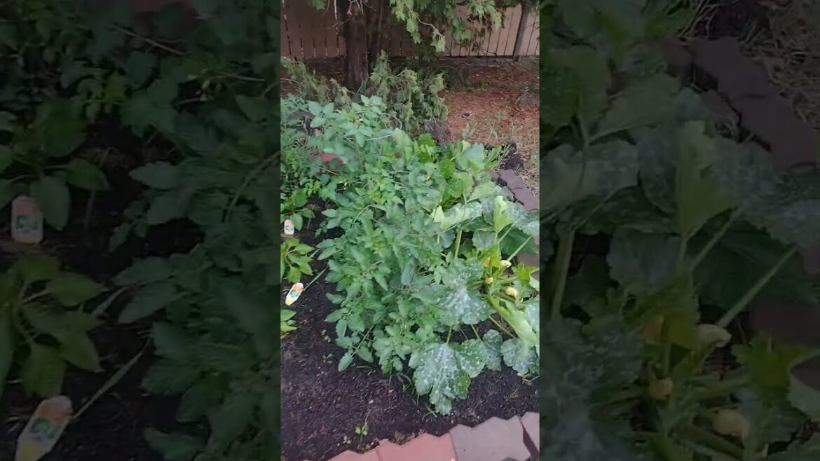 #garden #gardening #gardenplants #greenthumb #life #lovinglife #love #vegetablegarden #vegetables