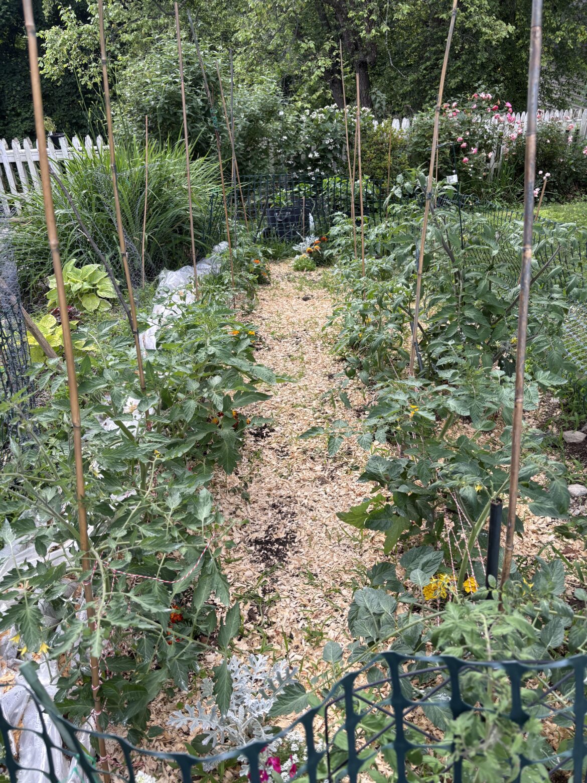 Wife and I have gone tomato crazy this year. We have 26 and counting.  We can’t wait to show our harvest with you.