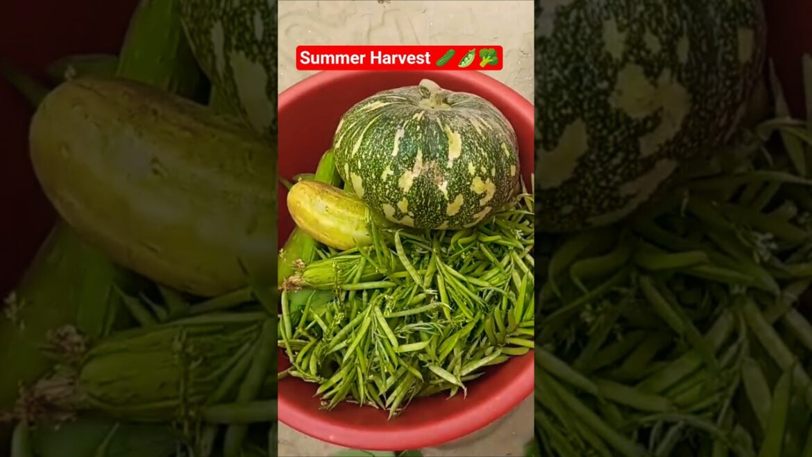 Abundance from Summer Vegetable Garden #kitchen #organic #homegardening #organicgardening #shorts Abundance from Summer Vegetable Garden #kitchen #organic #homegardening #organicgardening #shorts