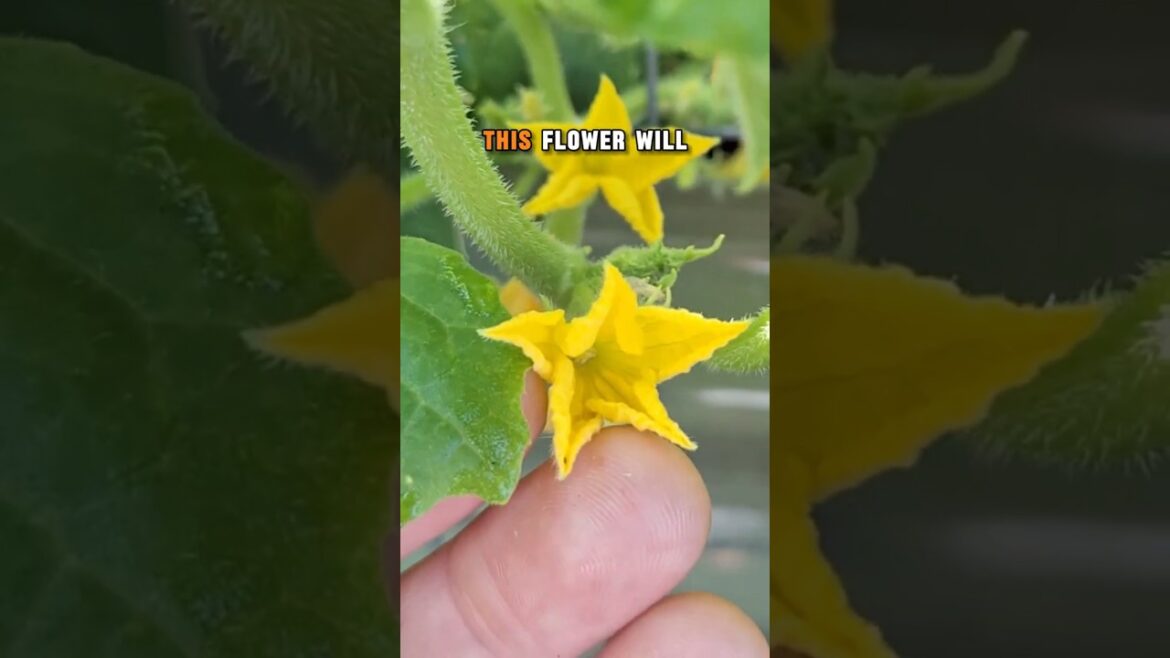 How to Identify Male vs. Female Cucumber Flowers #cucumber #flowers #garden #vegetablegardening How to Identify Male vs. Female Cucumber Flowers #cucumber #flowers #garden #vegetablegardening