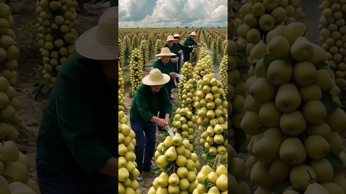 Beautiful fruits garden #farming #usafarming #garden #vegetablegarden #backyardgarden