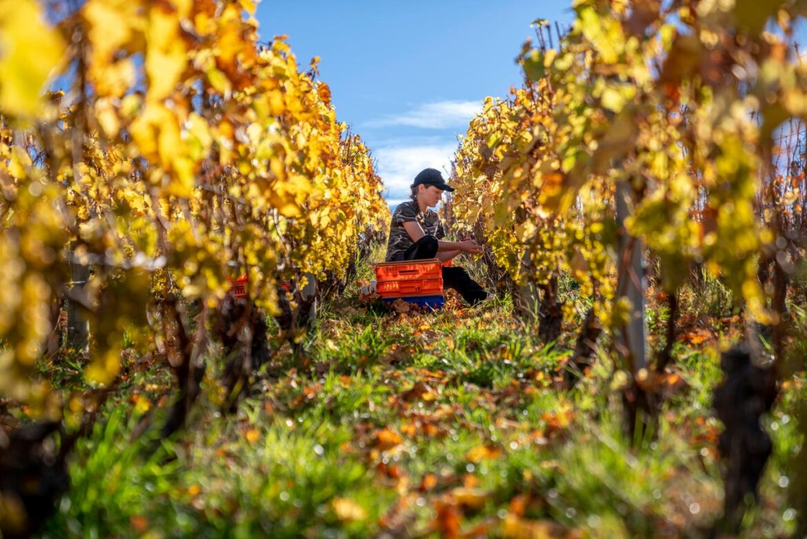 A Look At New Zealand Pinot Noir's Rapid Ascent In Global Wine Markets