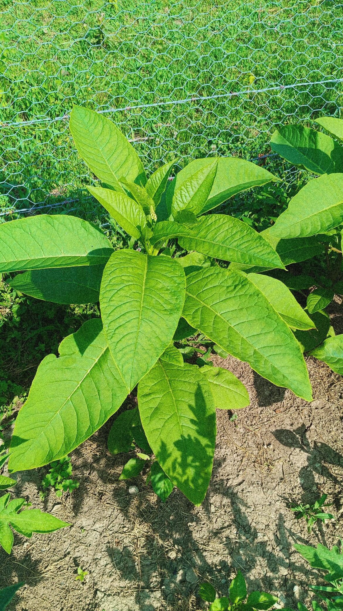 Grew peppers from seeds in my garden, I don't think it's what I got
