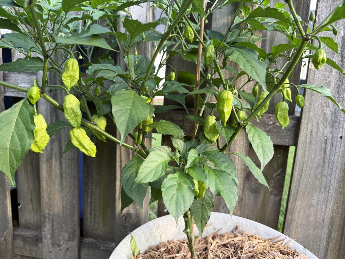My ghost pepper is going crazy.