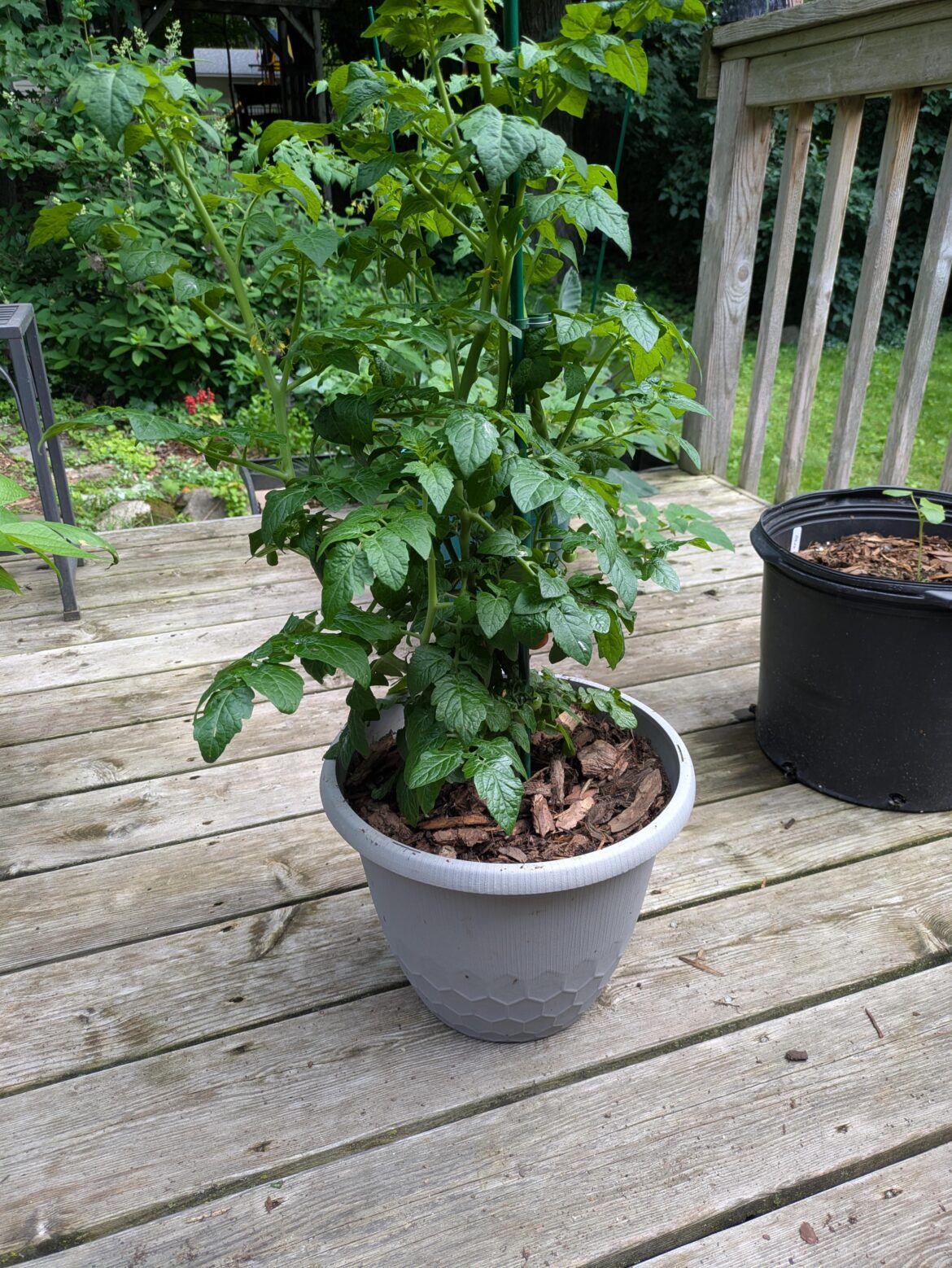 I made a rookie mistake. I planted an Indeterminate in a 3 gallon. Should I leave or transplant. What are the chances it would survive if l transplanted it?