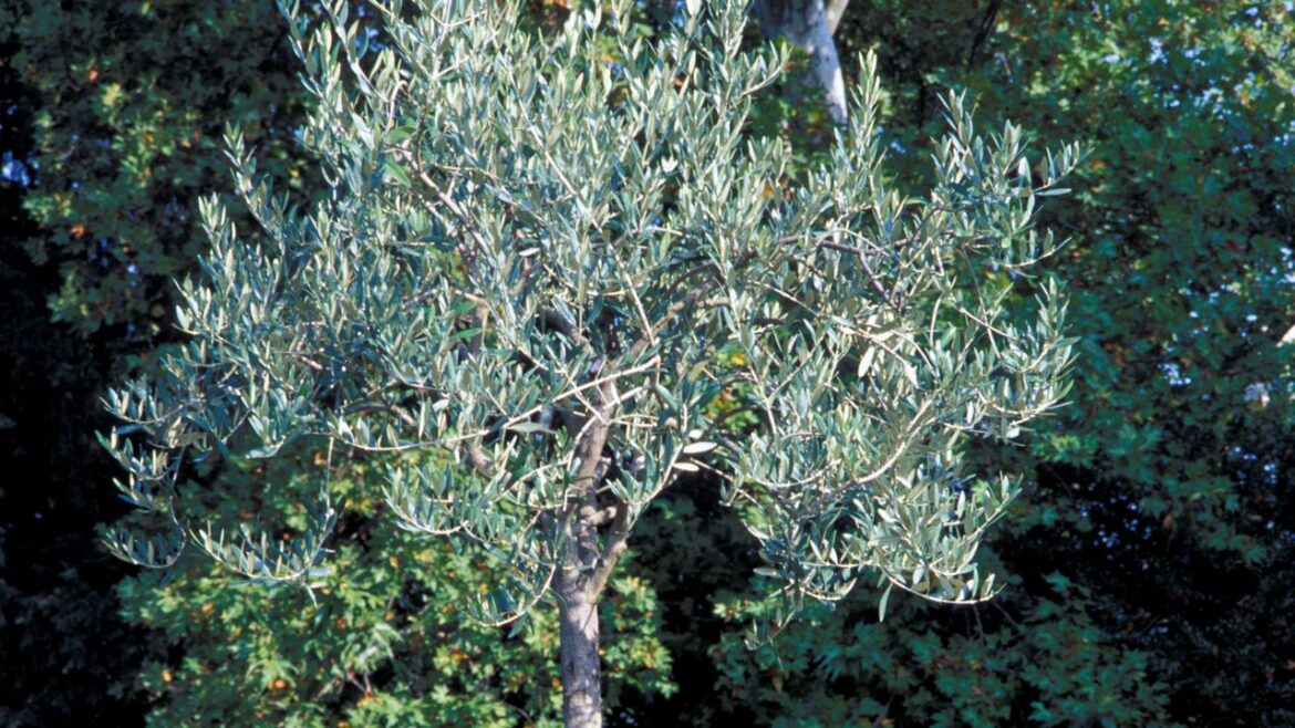 Is drinking olive oil healthy for you? A nutritionist weighs in