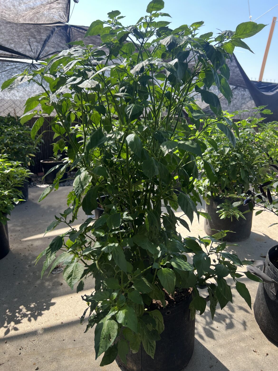 Should I chop this in half?