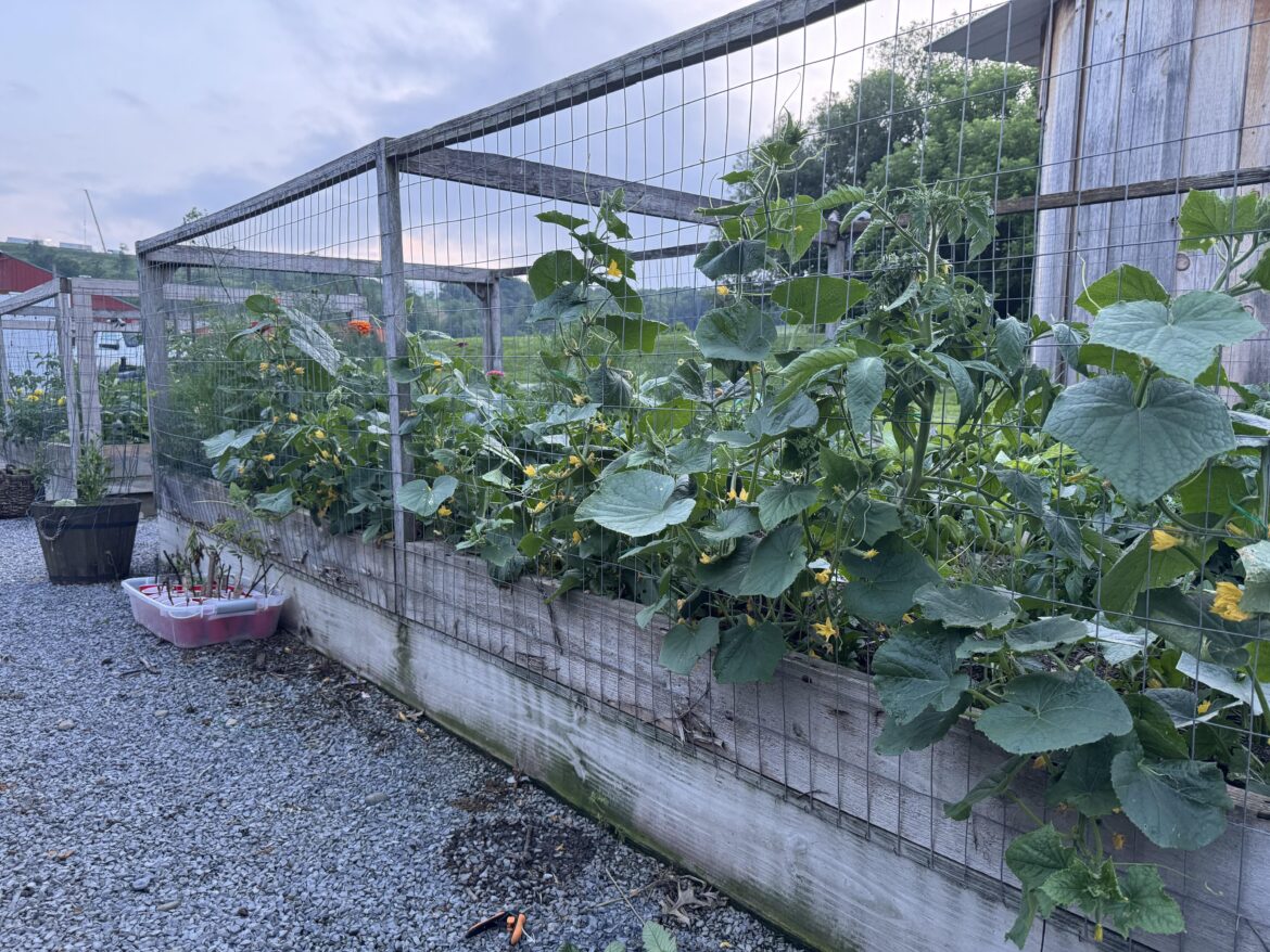 The wall of cucumber is coming in nicely