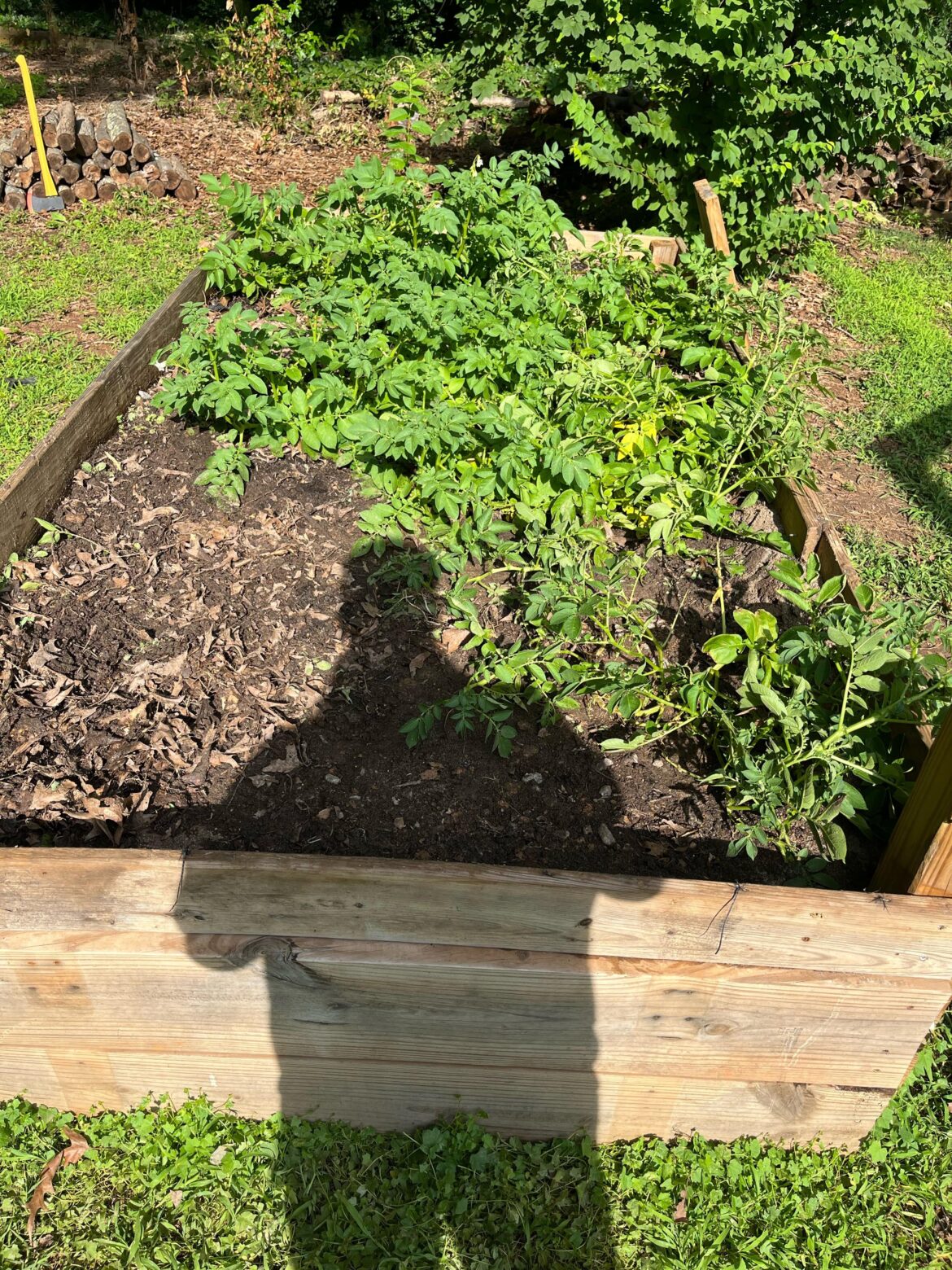 My wife and I bought a new house and found out we had a potato garden!