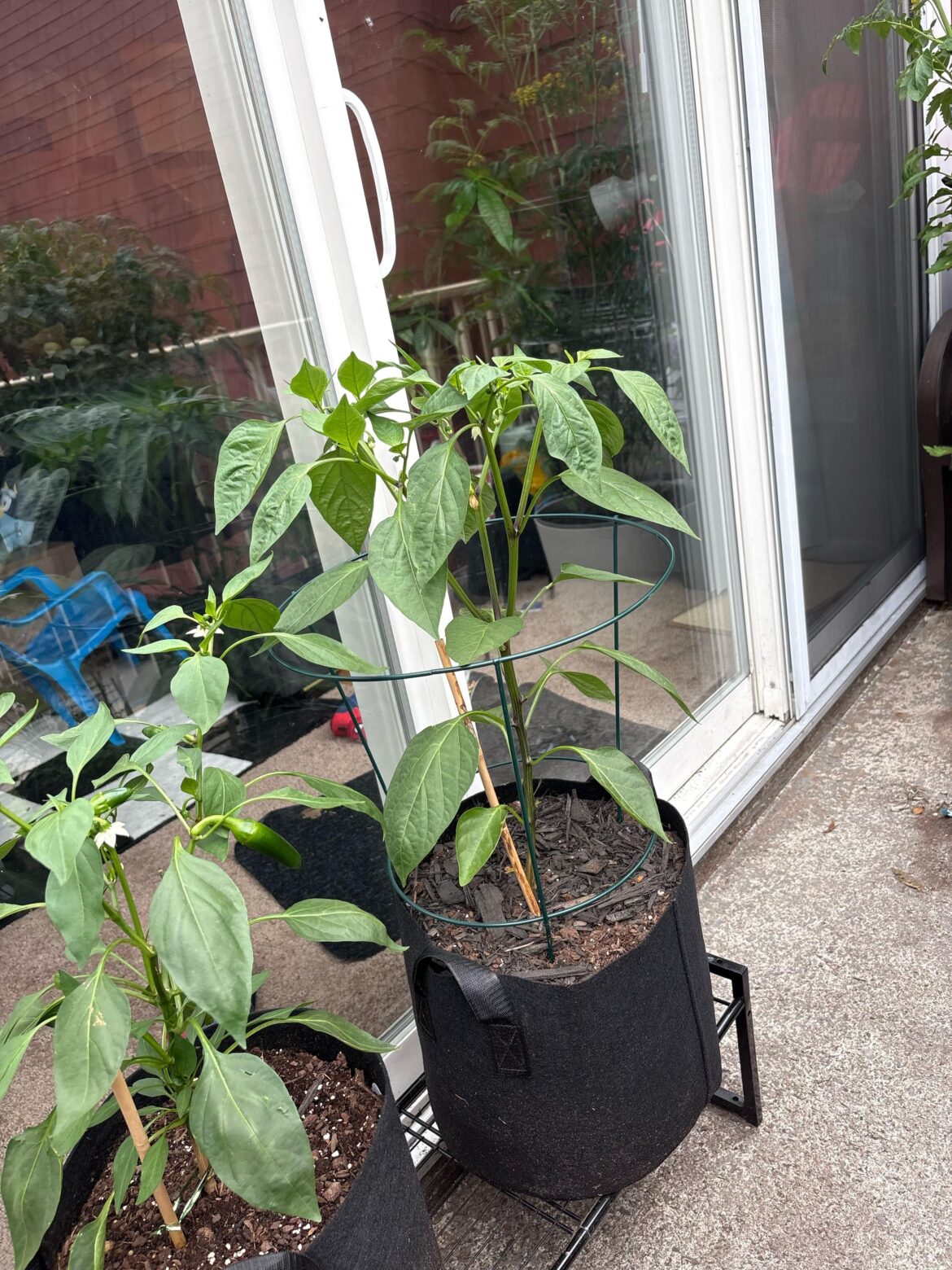 Mammoth jalepeno loved the heat wave