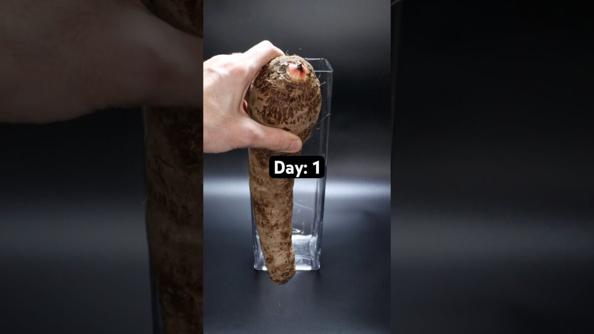 See what grew out of this vegetable #houseplants #plants #gardening #vegetables #roots #tuber See what grew out of this vegetable #houseplants #plants #gardening #vegetables #roots #tuber