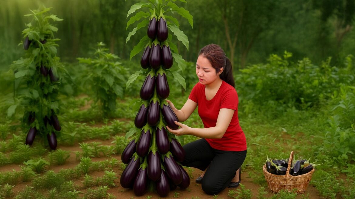 Harvesting Turkish Eggplant to Sell | Best Eggplant Dish EVER | Country Life - Hana Daily Life 686
