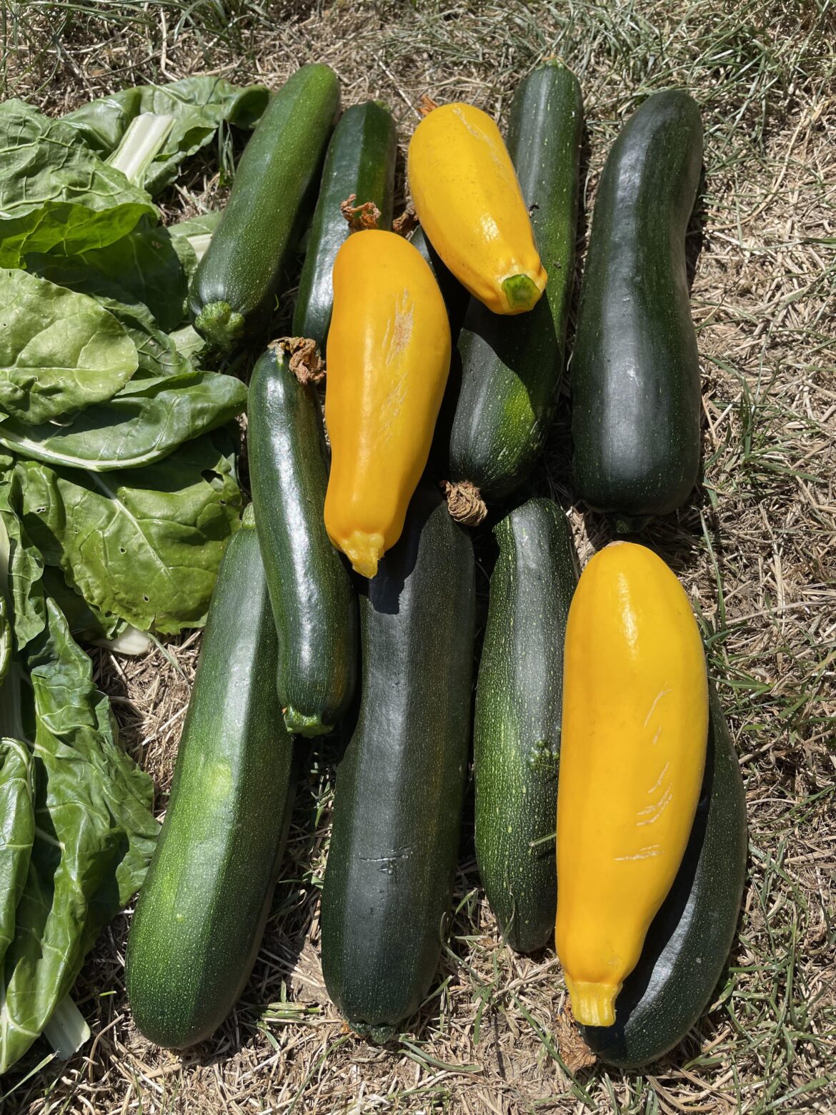 zucchini recipes