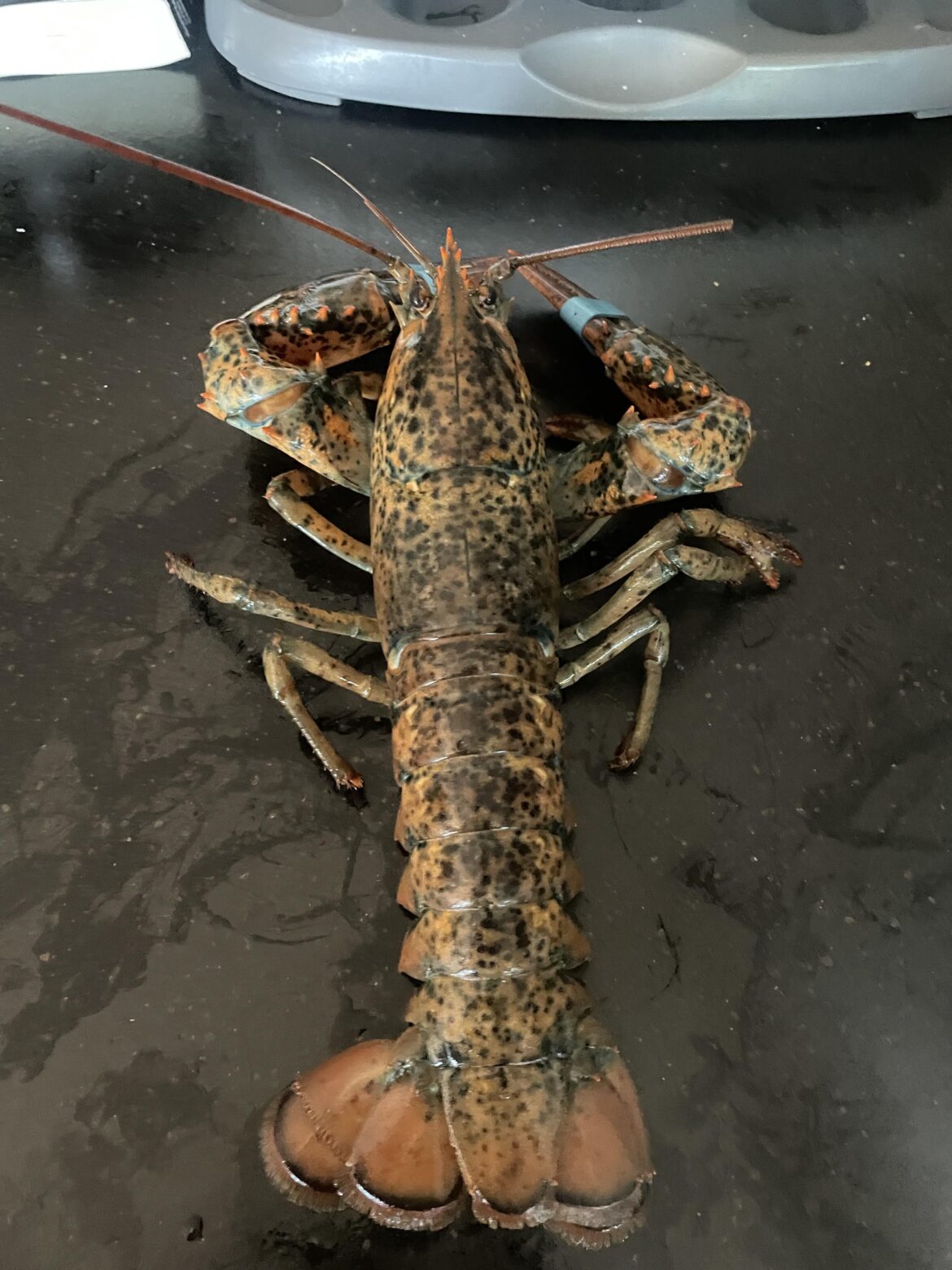 Do I have rare lobster