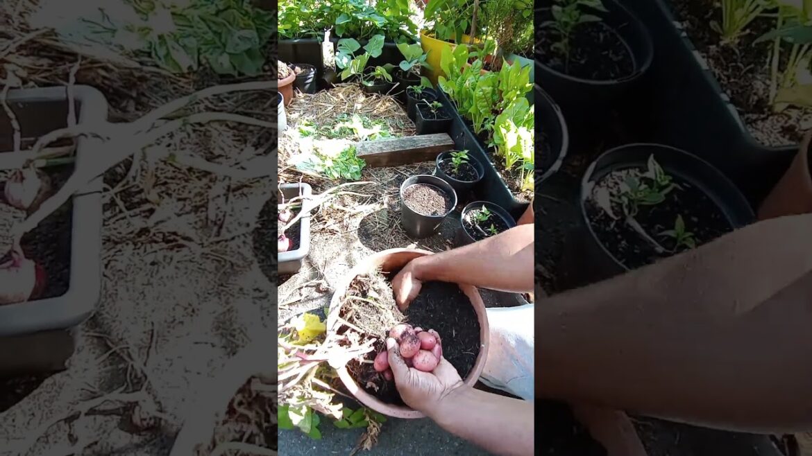 Harvesting Potatoes In Pot #garden #mybackyardgarden #vegetable #gardening #potato